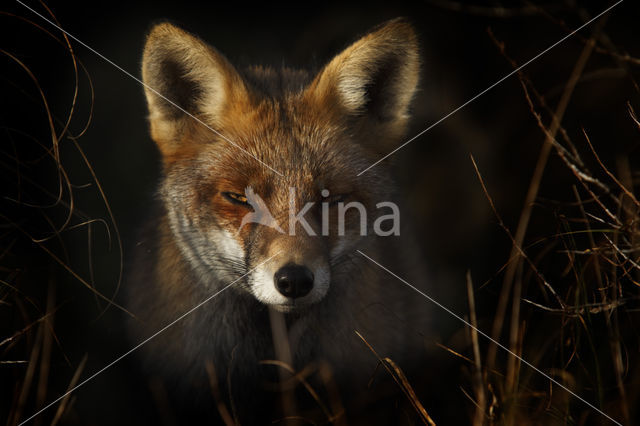 Vos (Vulpes vulpes)