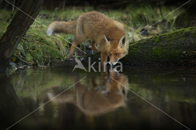 Vos (Vulpes vulpes)