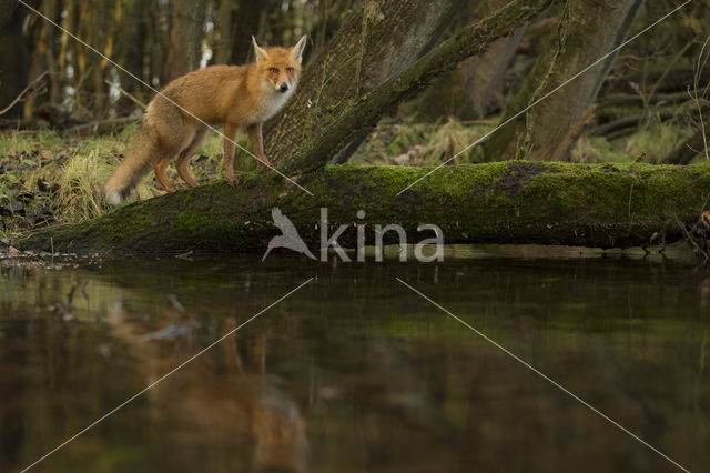 Fox (Vulpes vulpes)