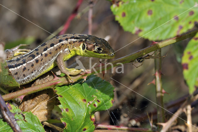 Westelijke Smaragdhagedis (Lacerta bilineata)