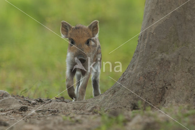 Wild zwijn