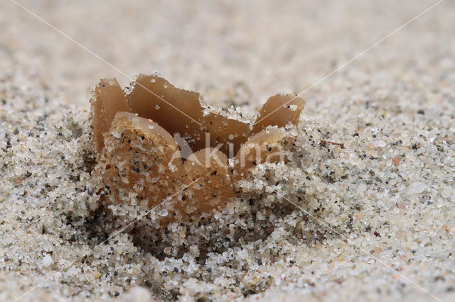 Zandtulpje (Peziza ammophila)