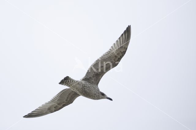 Zilvermeeuw (Larus argentatus)