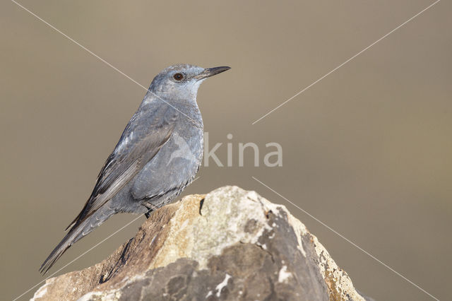 Blue Rock-Thrush (Monticola solitarius)