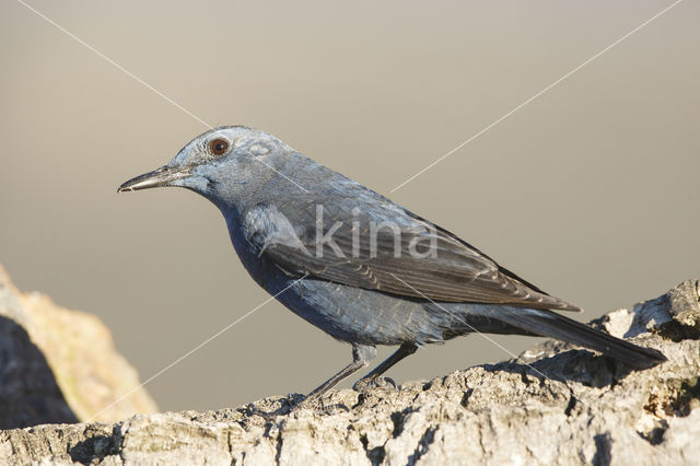 Blauwe Rotslijster (Monticola solitarius)