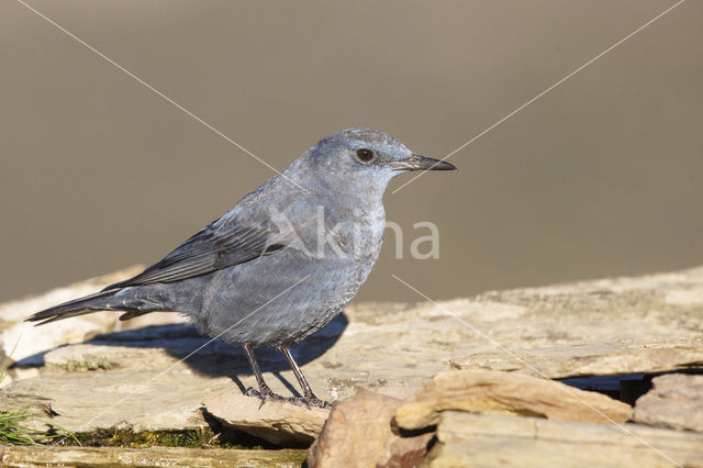 Blauwe Rotslijster (Monticola solitarius)