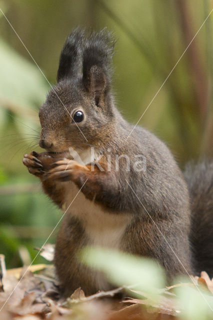 Eekhoorn (Sciurus vulgaris)