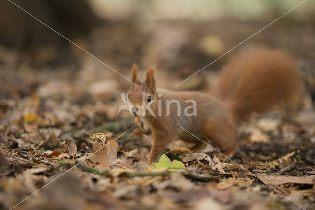 Eekhoorn (Sciurus vulgaris)