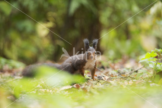 Eekhoorn (Sciurus vulgaris)