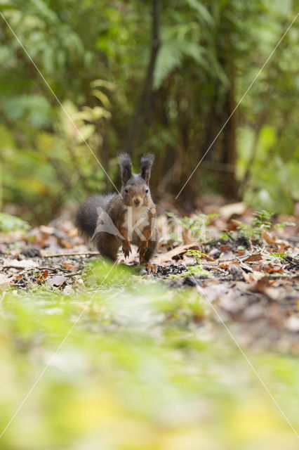 Eekhoorn (Sciurus vulgaris)