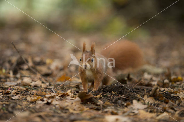 Eekhoorn (Sciurus vulgaris)