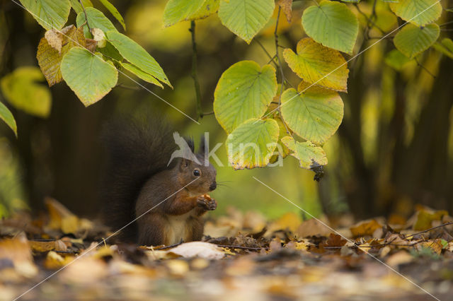 Eekhoorn (Sciurus vulgaris)