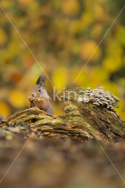 Eekhoorn (Sciurus vulgaris)