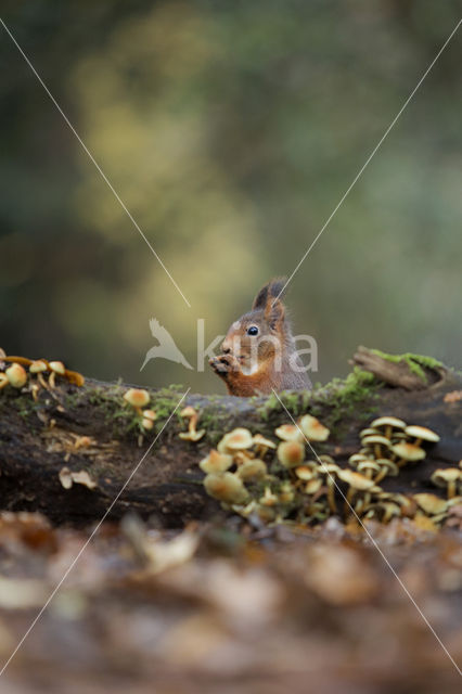 Eekhoorn (Sciurus vulgaris)