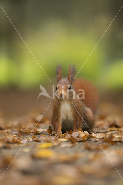 Eekhoorn (Sciurus vulgaris)