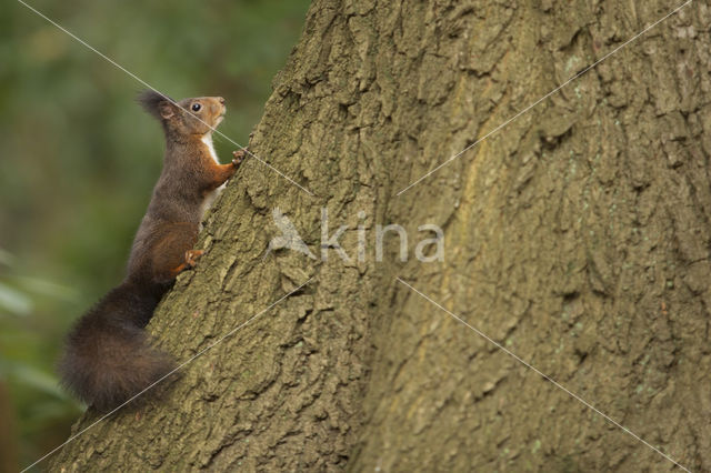 Eekhoorn (Sciurus vulgaris)