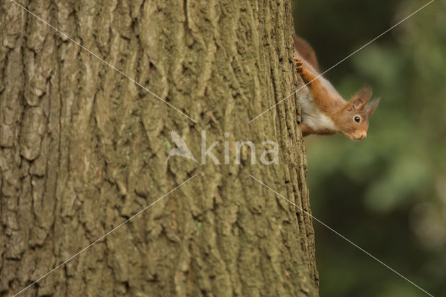 Eekhoorn (Sciurus vulgaris)