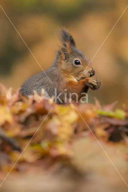 Eekhoorn (Sciurus vulgaris)