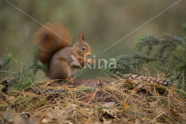 Eekhoorn (Sciurus vulgaris)