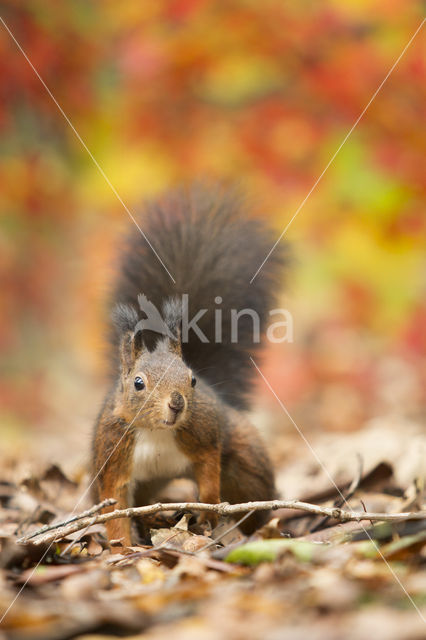 Eekhoorn (Sciurus vulgaris)