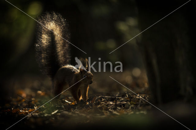 Eekhoorn (Sciurus vulgaris)