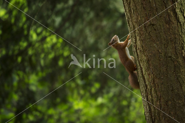 Eekhoorn (Sciurus vulgaris)