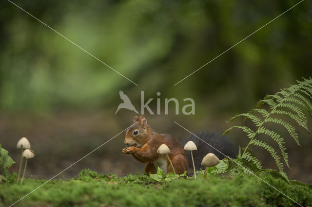 Eekhoorn (Sciurus vulgaris)