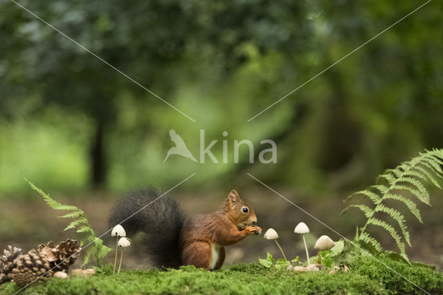 Eekhoorn (Sciurus vulgaris)