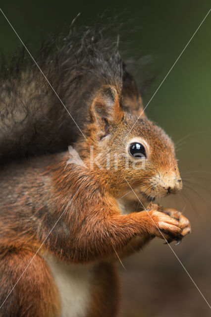 Eekhoorn (Sciurus vulgaris)