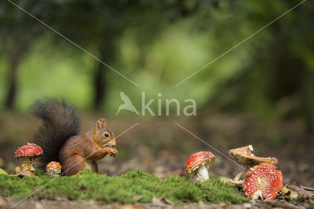 Eekhoorn (Sciurus vulgaris)