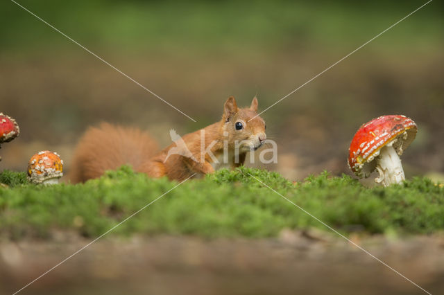 Eekhoorn (Sciurus vulgaris)