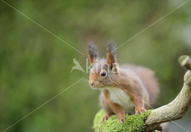 Eekhoorn (Sciurus vulgaris)