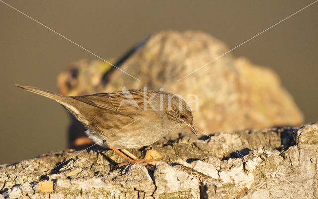 Heggemus (Prunella modularis)