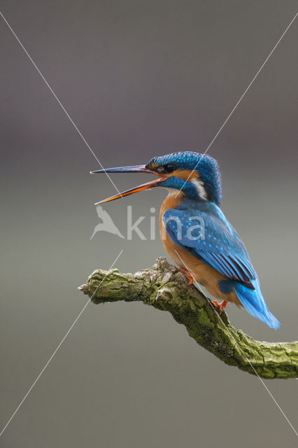 IJsvogel (Alcedo atthis)