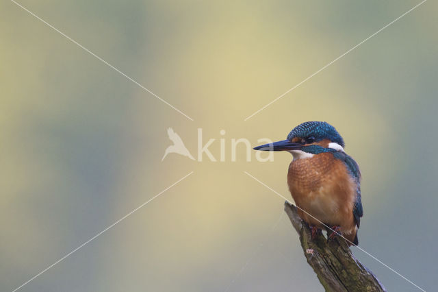 IJsvogel (Alcedo atthis)