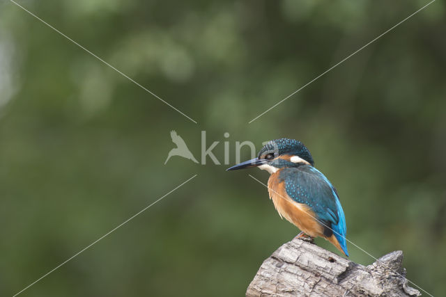 IJsvogel (Alcedo atthis)