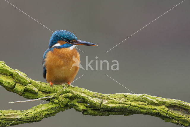 IJsvogel (Alcedo atthis)