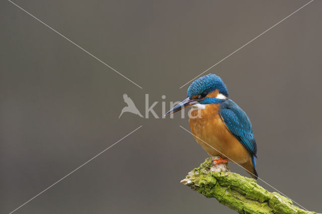 IJsvogel (Alcedo atthis)