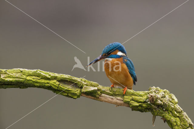 IJsvogel (Alcedo atthis)