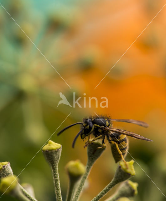 Middelste wesp (Dolichovespula media)