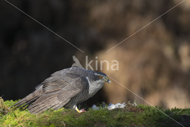 Havik (Accipiter gentilis)