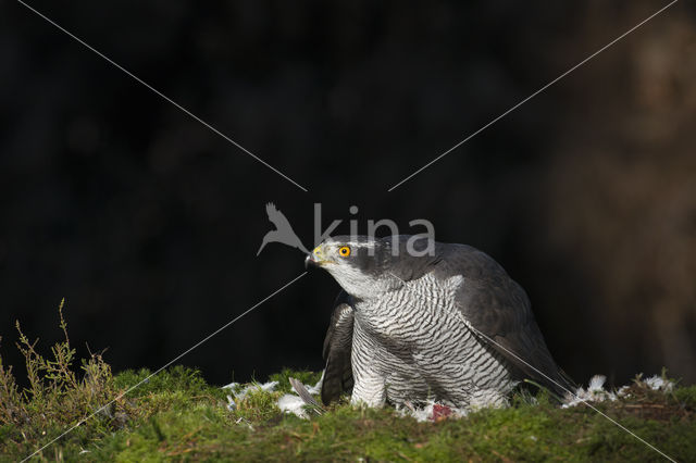 Havik (Accipiter gentilis)