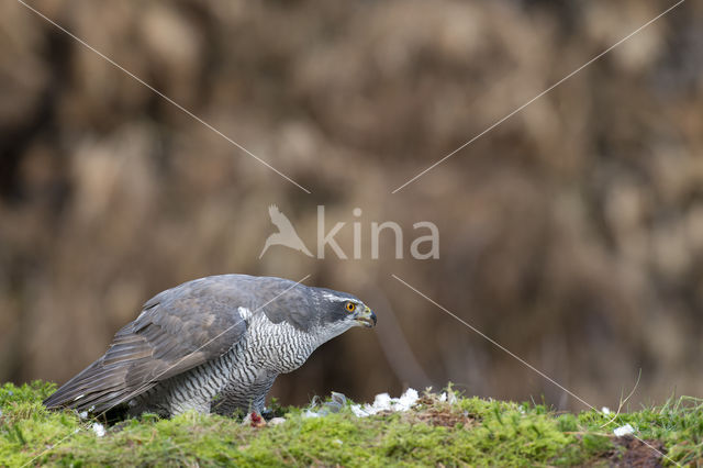 Havik (Accipiter gentilis)