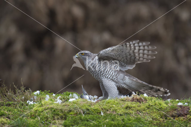 Havik (Accipiter gentilis)