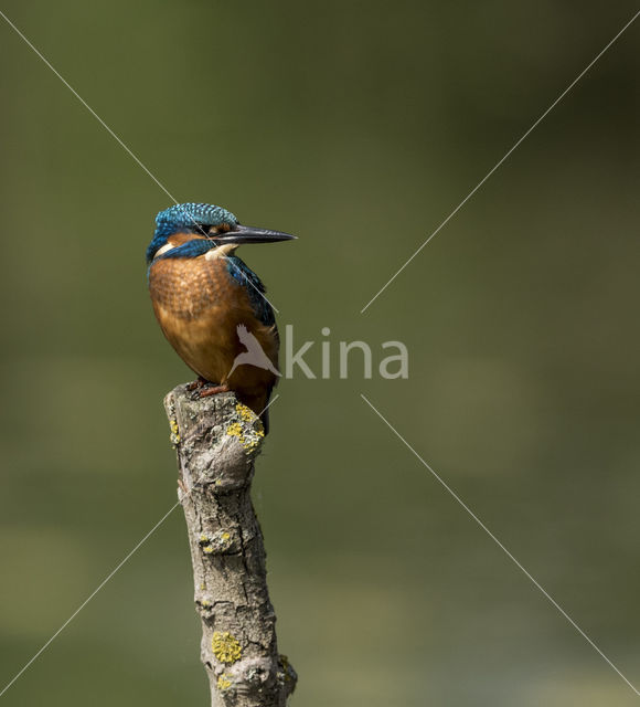 IJsvogel (Alcedo atthis)