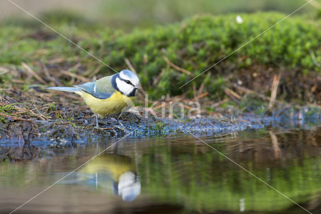 Blue Tit (Parus caeruleus)