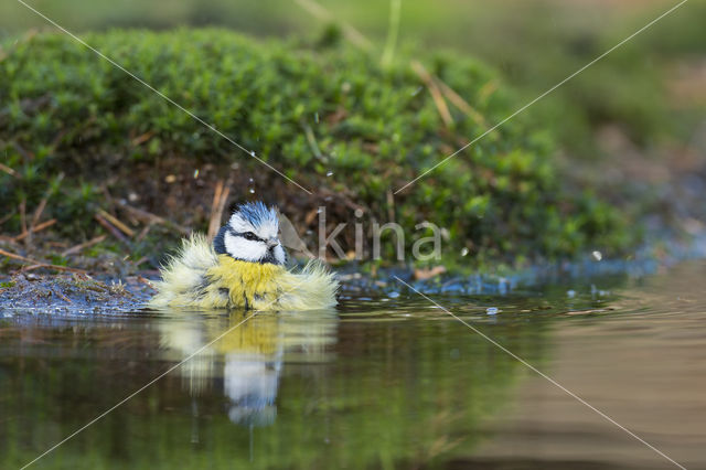 Pimpelmees (Parus caeruleus)