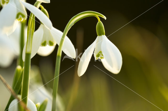 Gewoon sneeuwklokje (Galanthus nivalis)