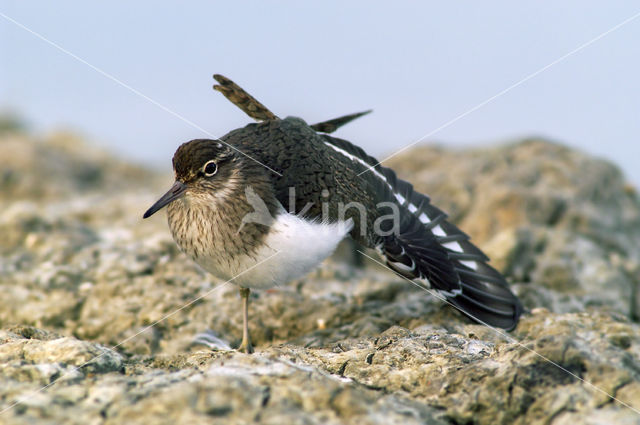 Common Sandpiper (Actitis hypoleucos)