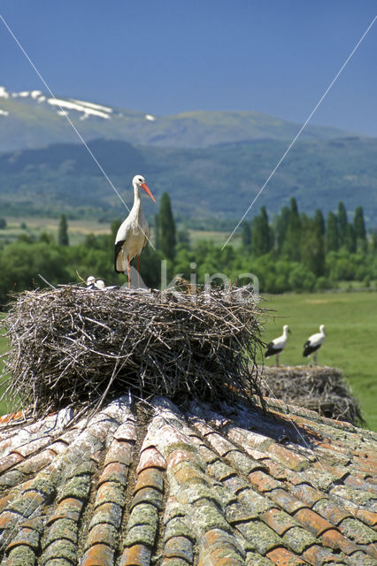 White Stork (Ciconia ciconia)